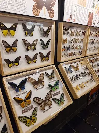 Muzeum Motyli we Władysławowie